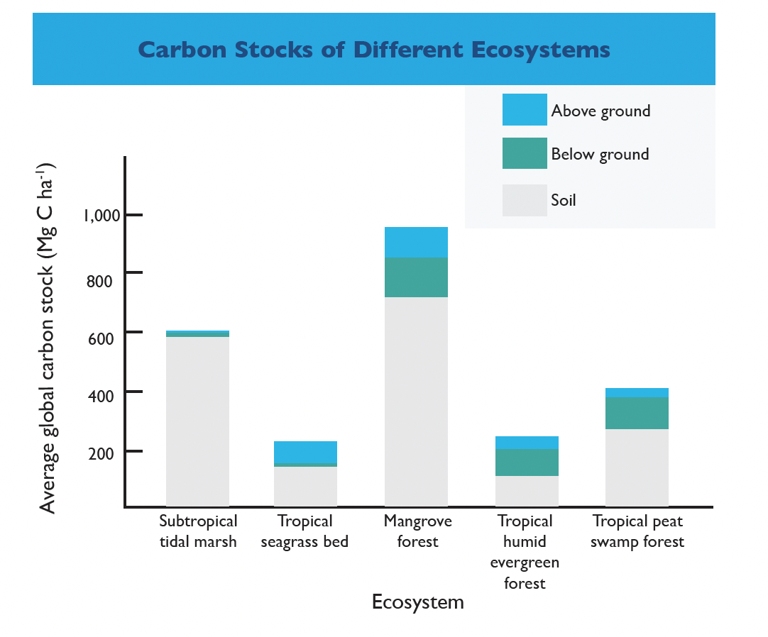 What is PIBLUEX image
